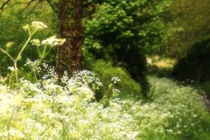 Cow parsley in foreground and country lane