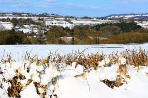 snow in fields cropped