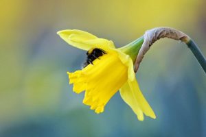 Bee on a daffodil
